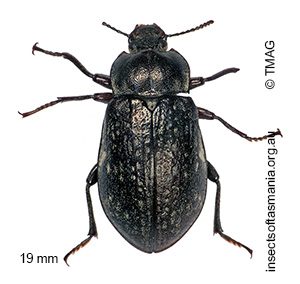 Pachycoelia sulcicollis