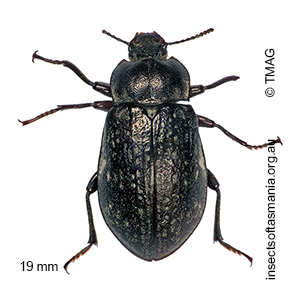 Pachycoelia sulcicollis