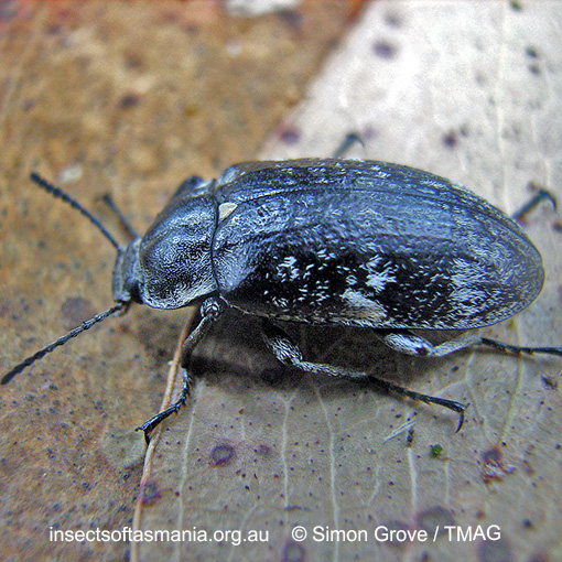 Species image