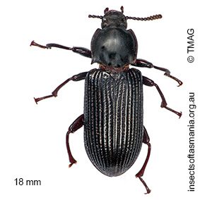 Meneristes australis