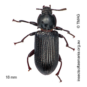 Meneristes australis