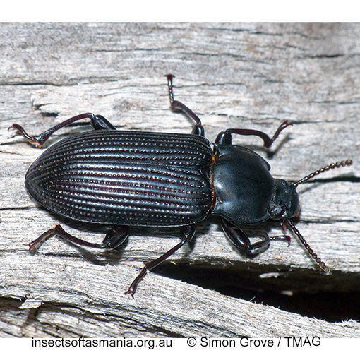Species image
