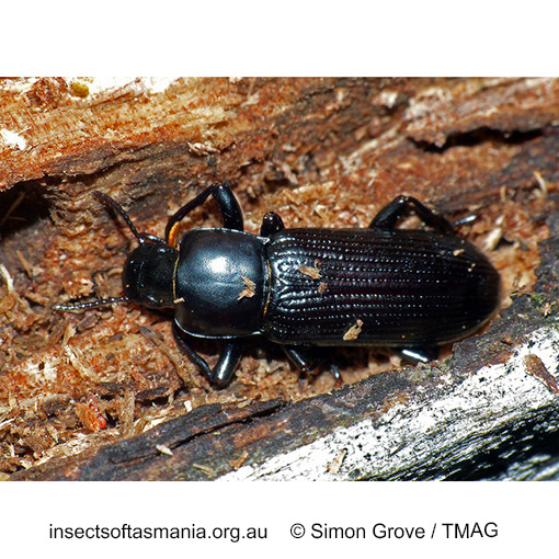 Species image