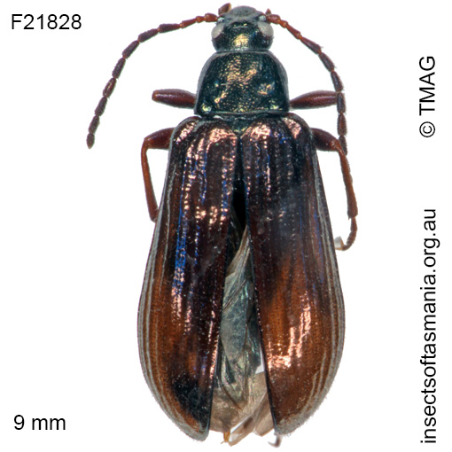 Species image