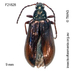 Nypsius aeneopiceus