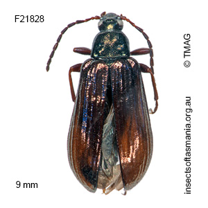 Nypsius aeneopiceus