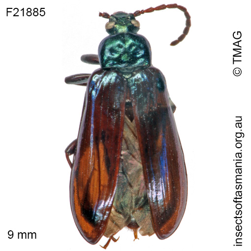 Species image