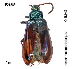 Nypsius foveatus