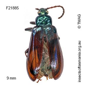 Nypsius foveatus