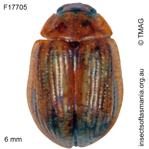Species image