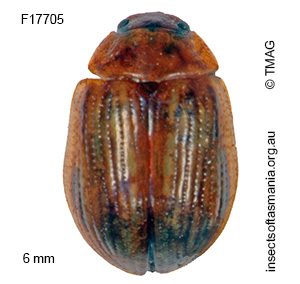 Paropsides calliope