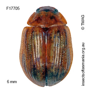 Paropsides calliope
