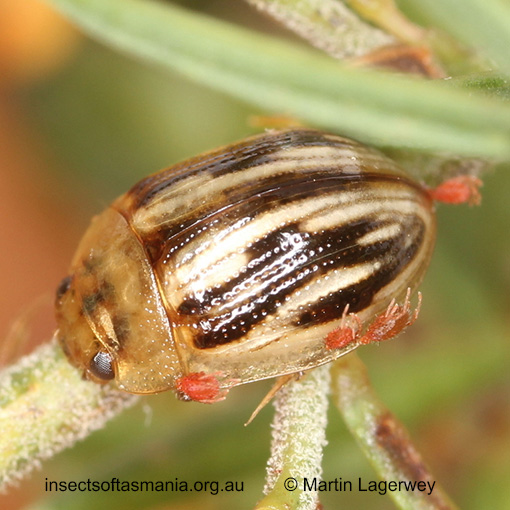 Species image
