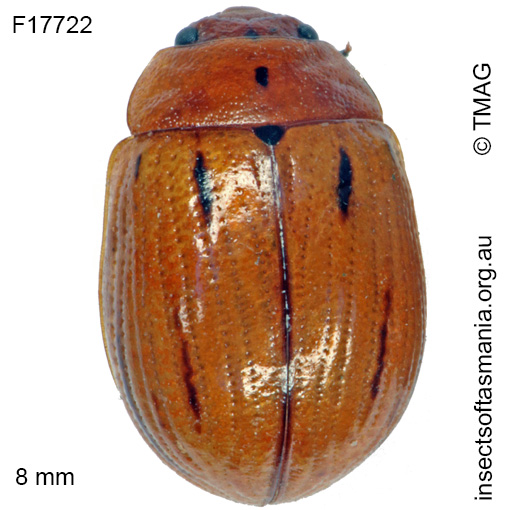 Species image
