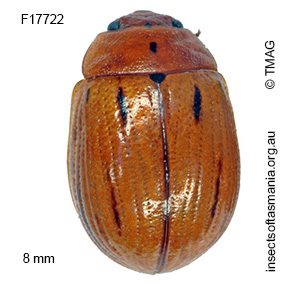Paropsides catherinae