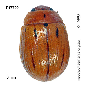Paropsides catherinae