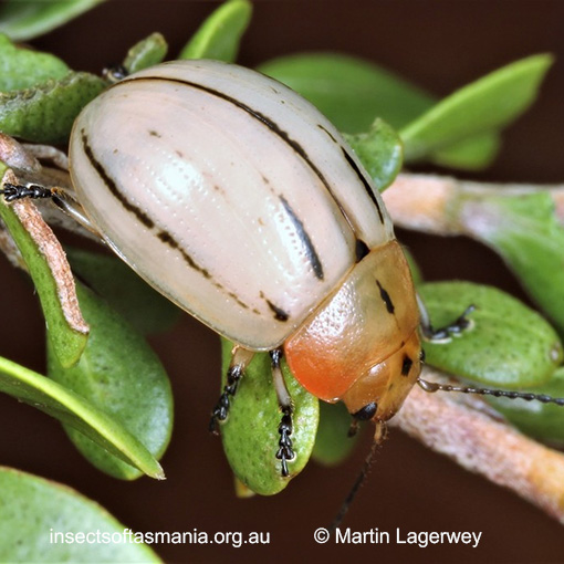 Species image