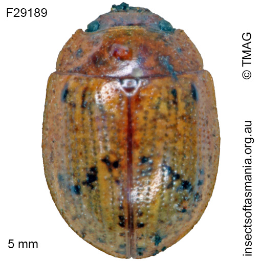 Species image