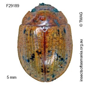 Paropsides umbrosa