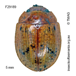 Paropsides umbrosa
