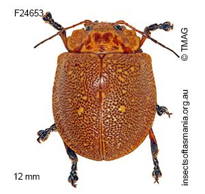 Paropsis aegrota elliotti