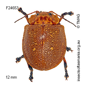 Paropsis aegrota elliotti