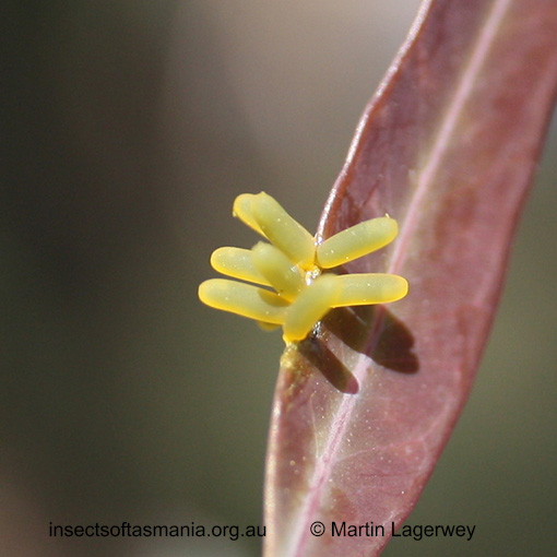 Species image