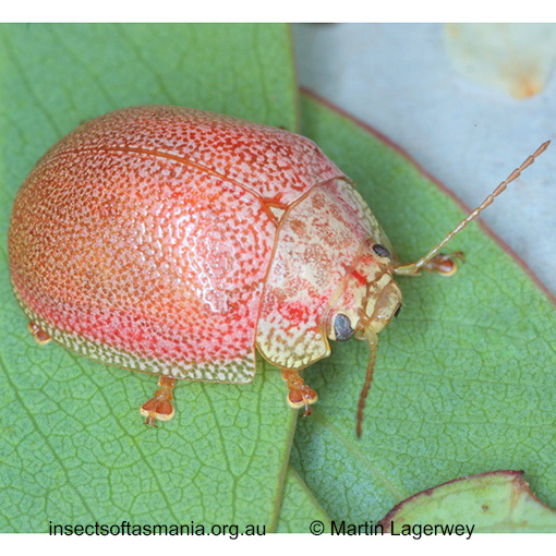 Species image