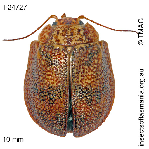 Species image