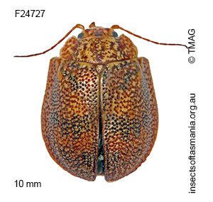 Paropsis charybdis