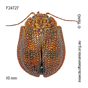Paropsis charybdis
