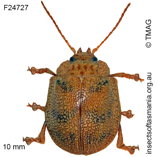 Species image