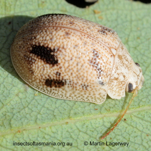 Species image