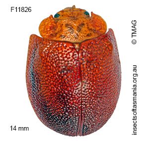 Paropsis deboeri