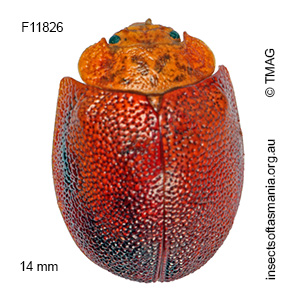 Paropsis deboeri
