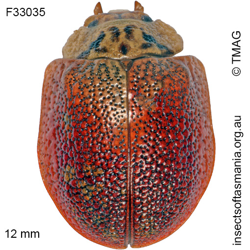 Species image