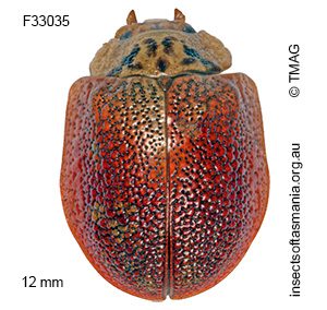 Paropsis delittlei