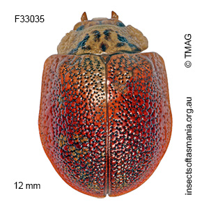 Paropsis delittlei