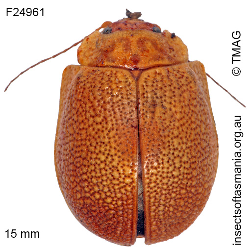 Species image