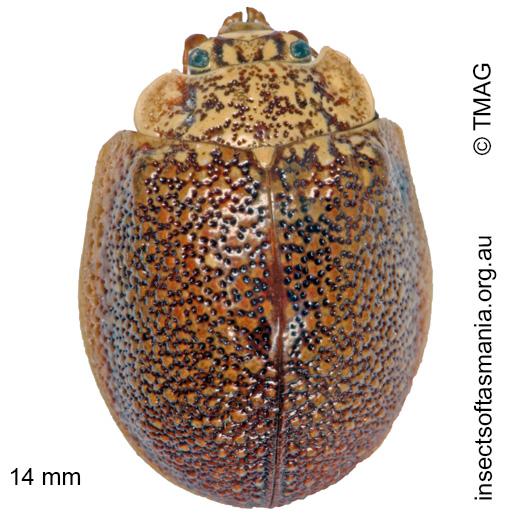Species image