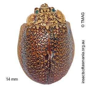Paropsis dilatata