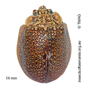 Paropsis dilatata