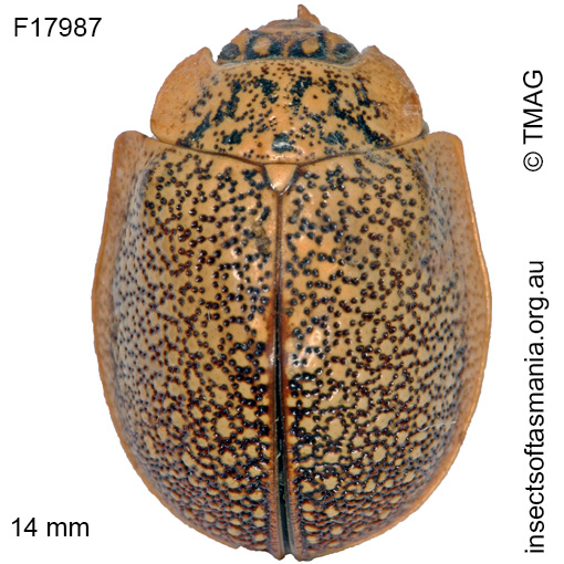 Species image