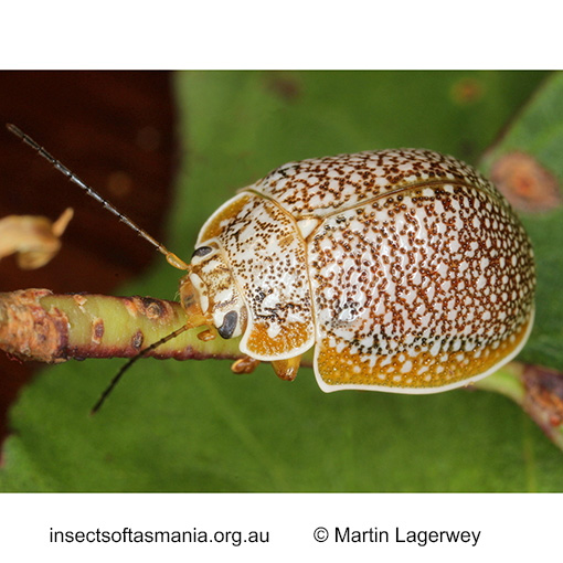 Species image
