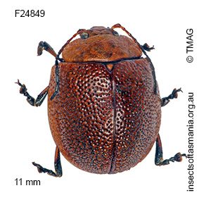 Paropsis porosa
