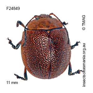 Paropsis porosa