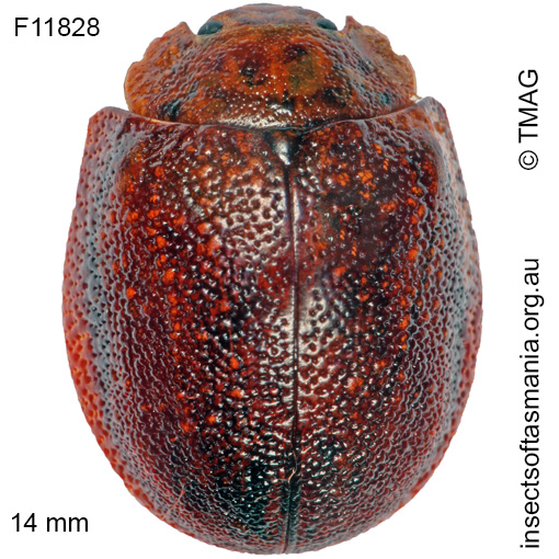 Species image