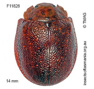 Paropsis rubidipes