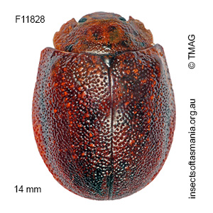 Paropsis rubidipes