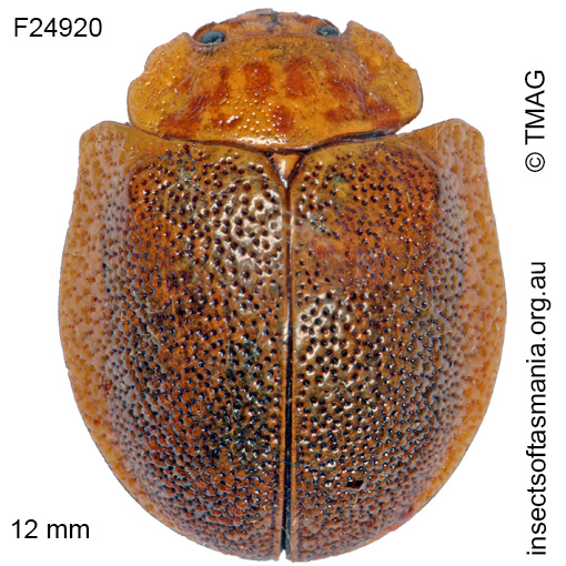 Species image